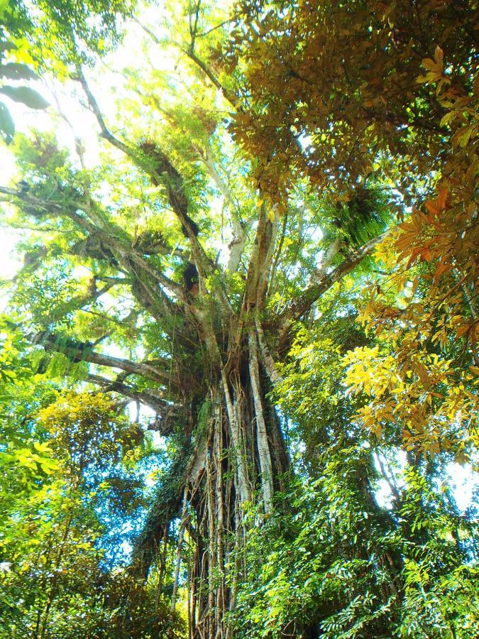 On The Wallaby Eco Lodge Yungaburra Exterior foto
